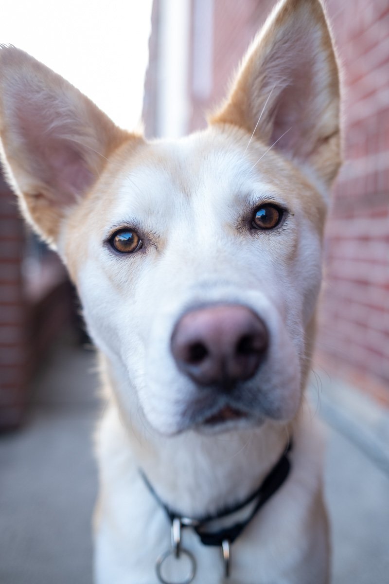 Portrait of Gus