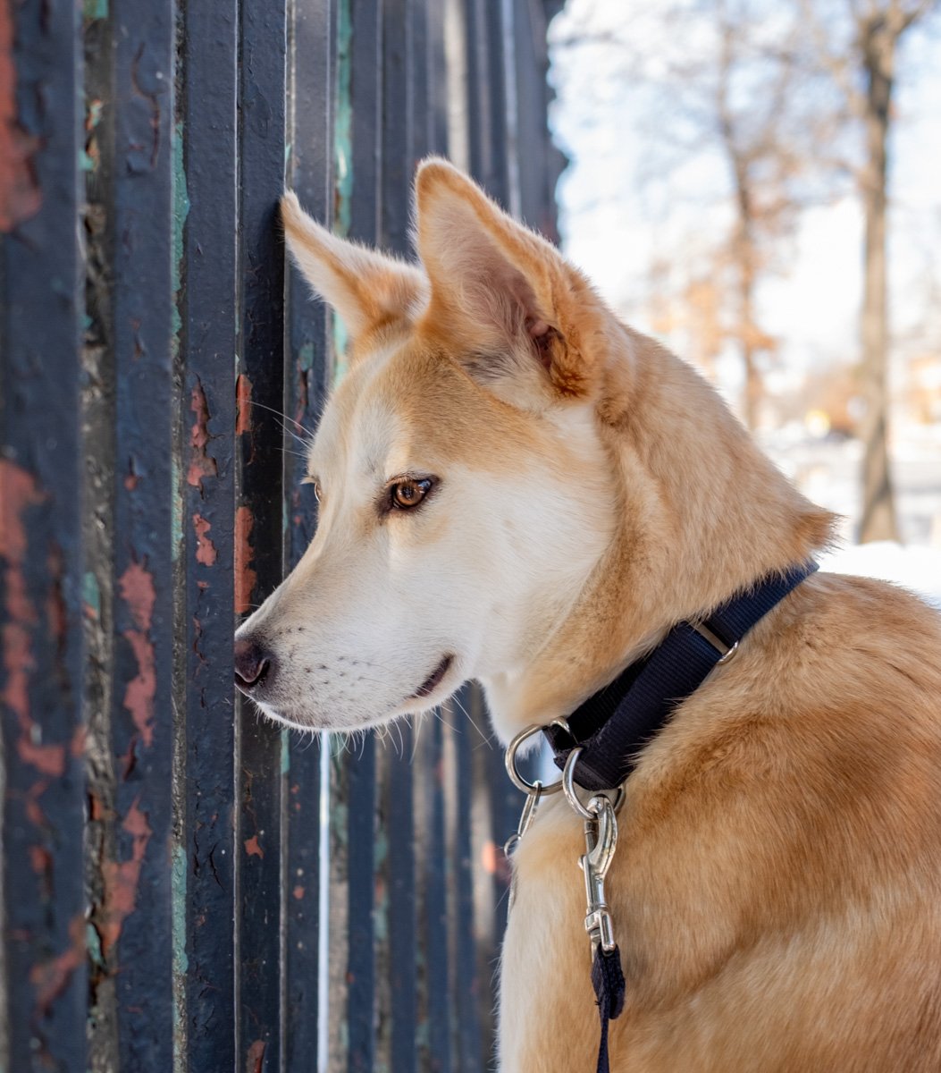 Gus looking into the distance near a fence in soft light.