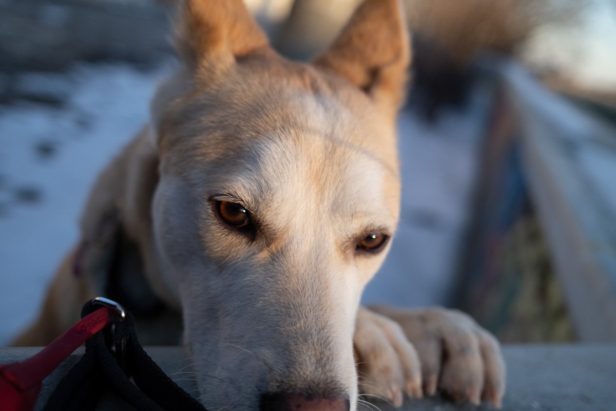 Portrait