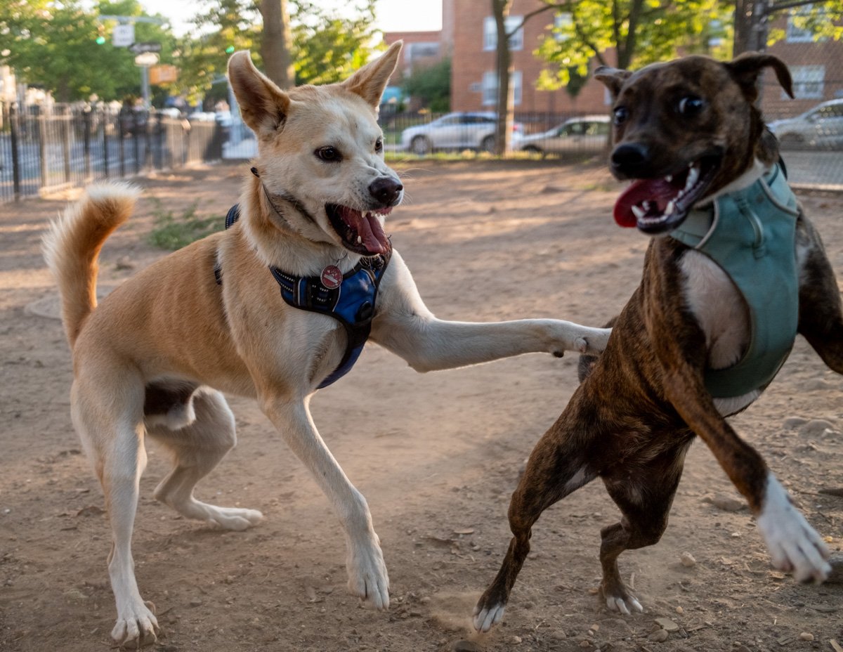 Gus playing with another dog in a Brooklyn dog park.