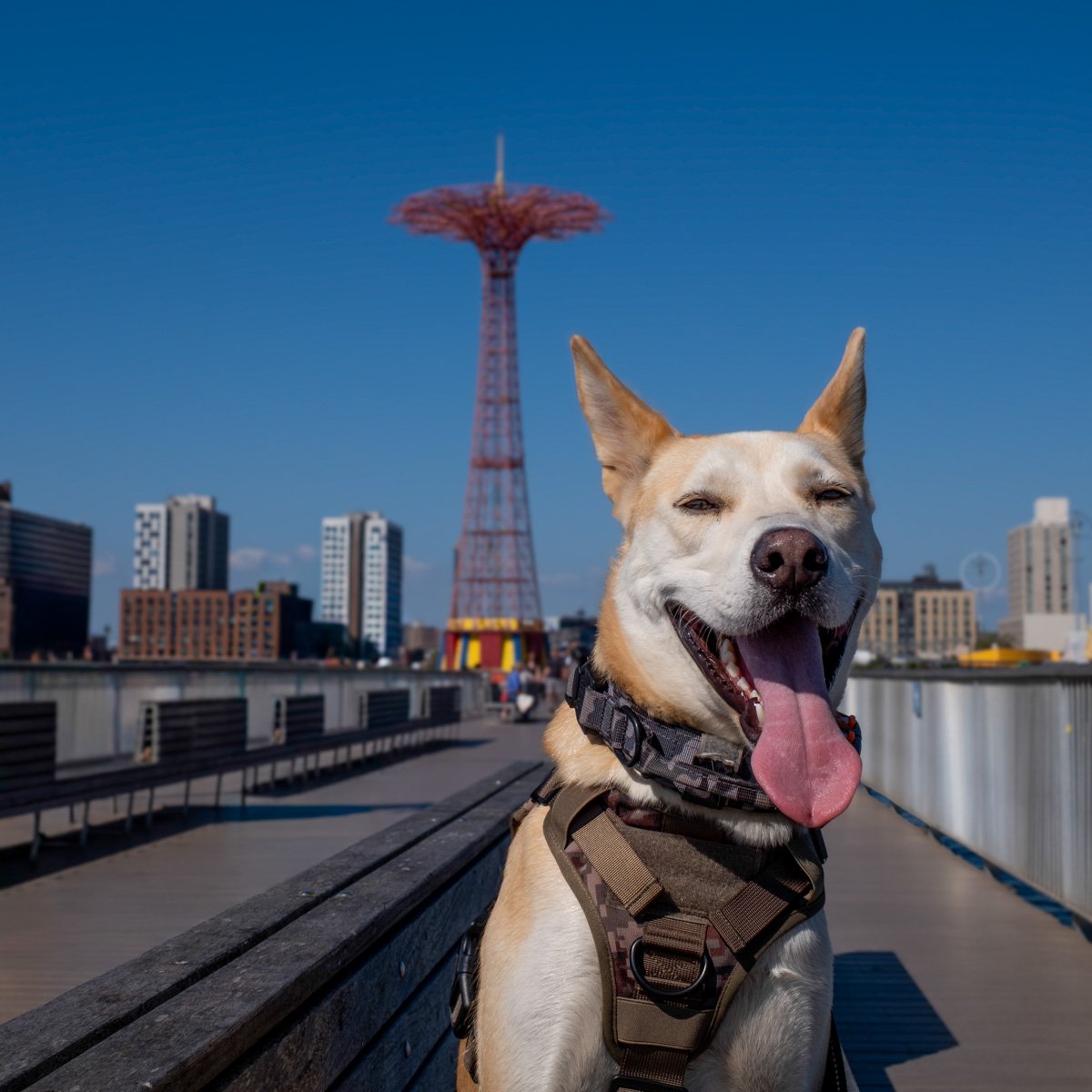 Gus near the waterfront with the Coney Island Parachute Jump in the background.