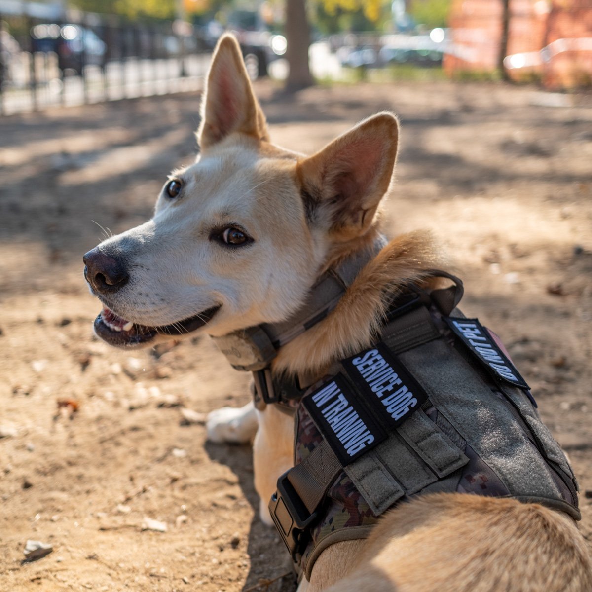 Gus wearing a harness in a park in Brooklyn.