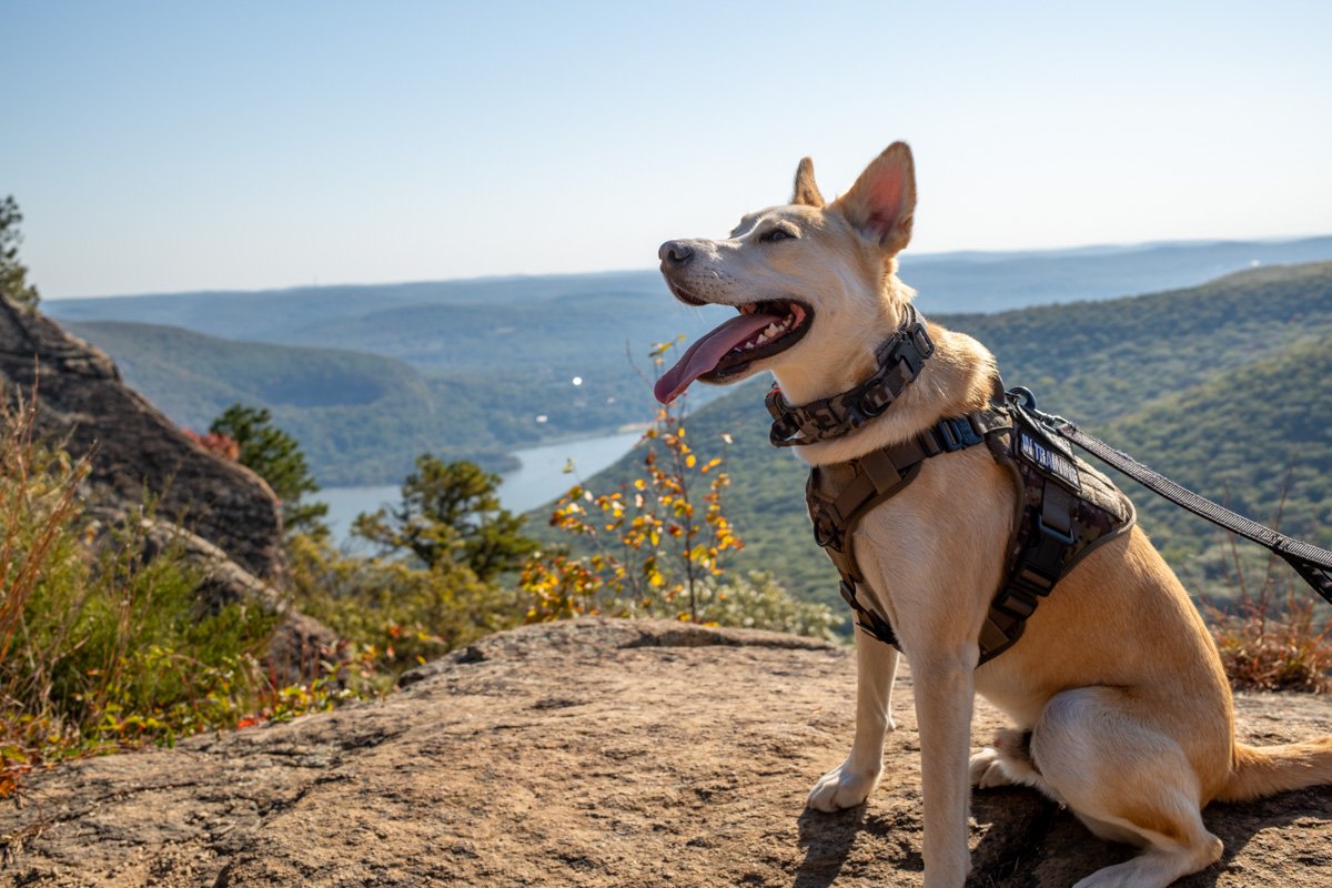 Gus sitting on a rocky overlook above the water.