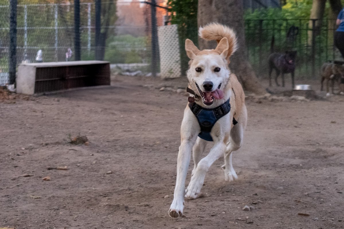Gus running toward the camera in a park.