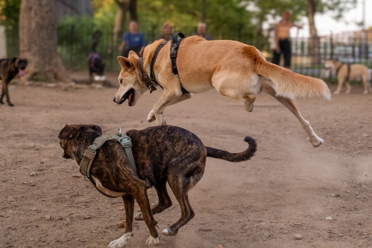 Gus leaping in the air while playing in the park.
