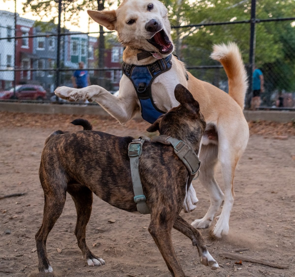Gus standing with another dog during a playful moment.