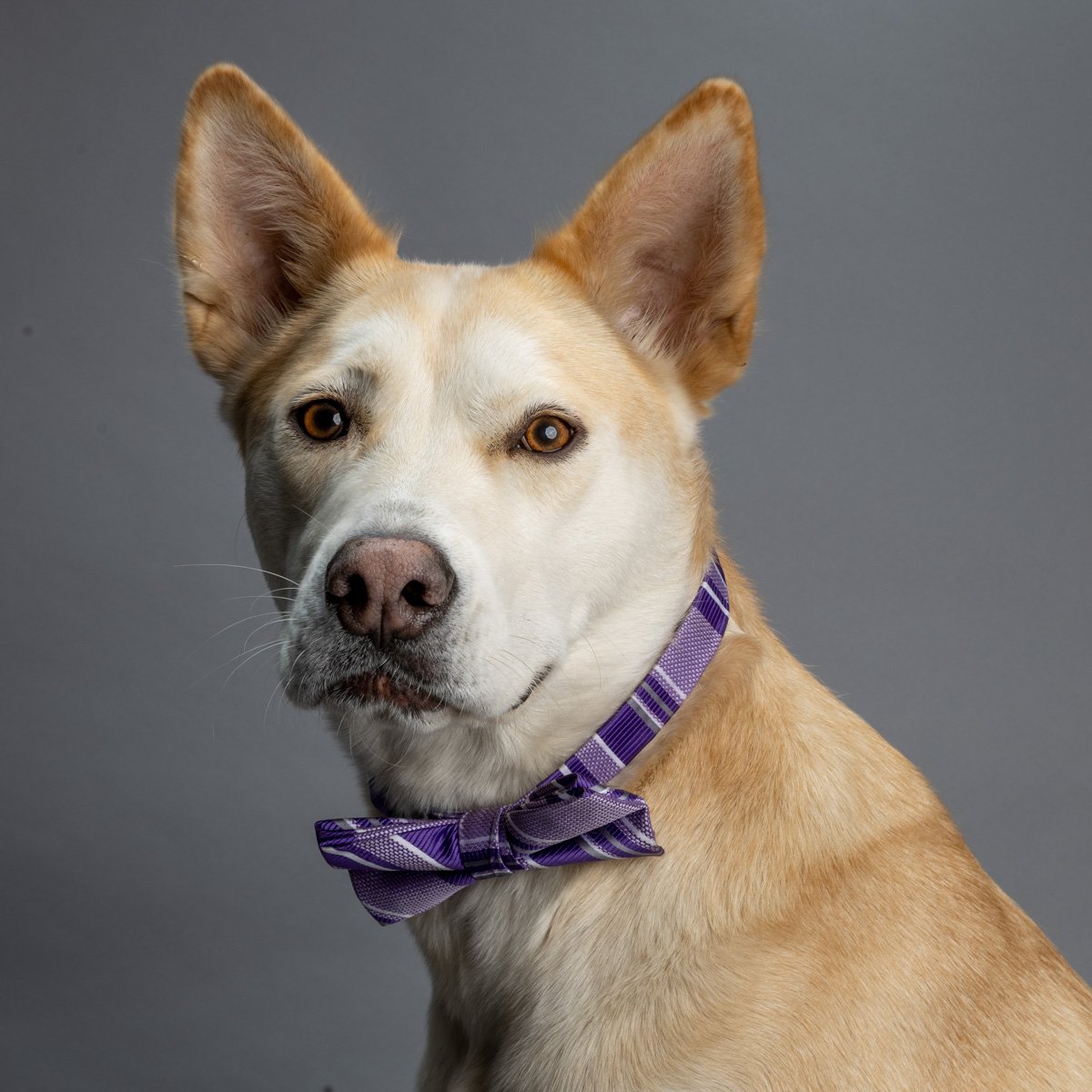 Studio portrait of Gus wearing a purple bow tie.