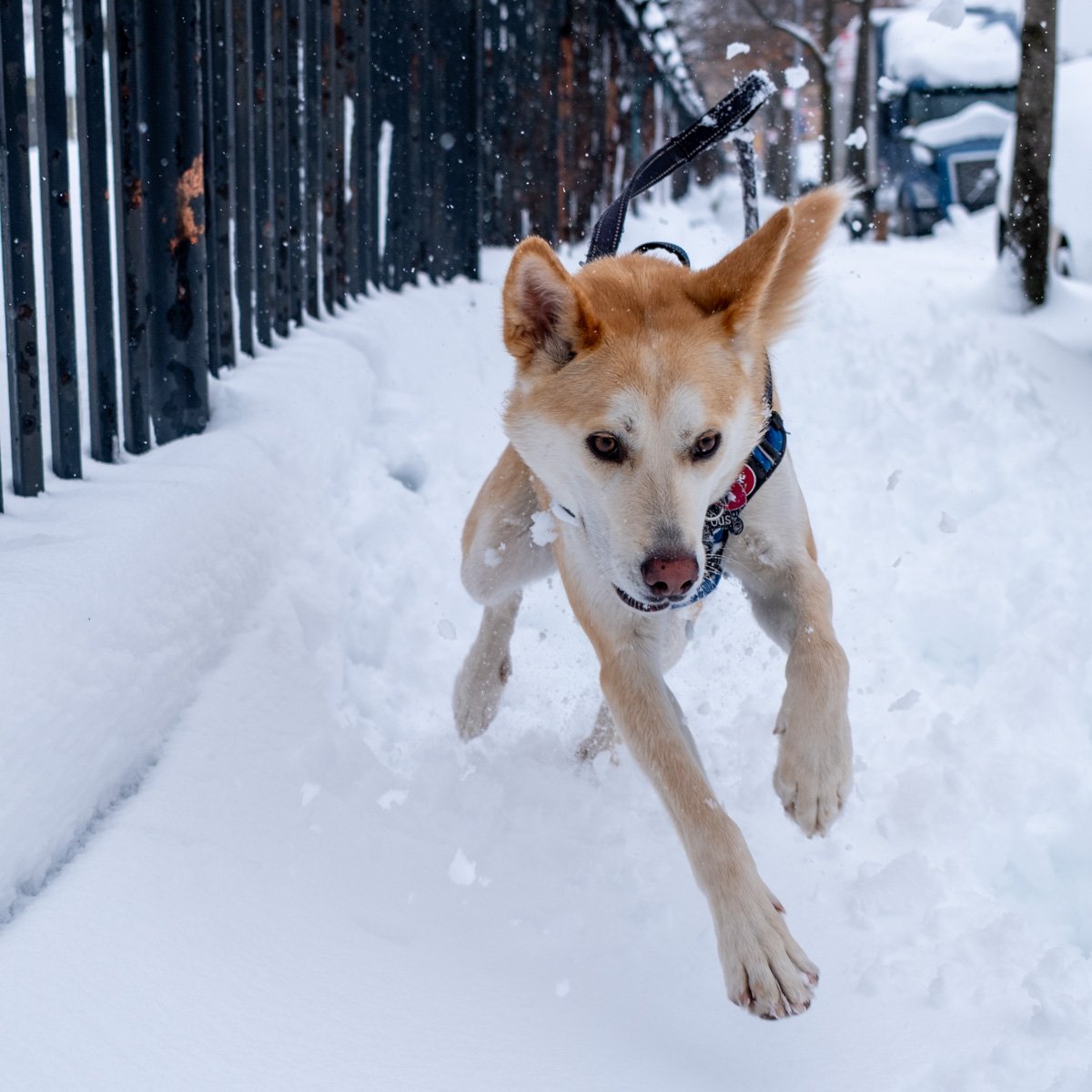 Gus running through a snowy path.