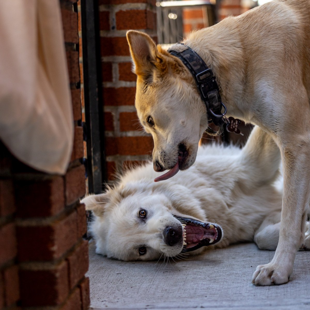 Gus and Moro playing together in Brooklyn.