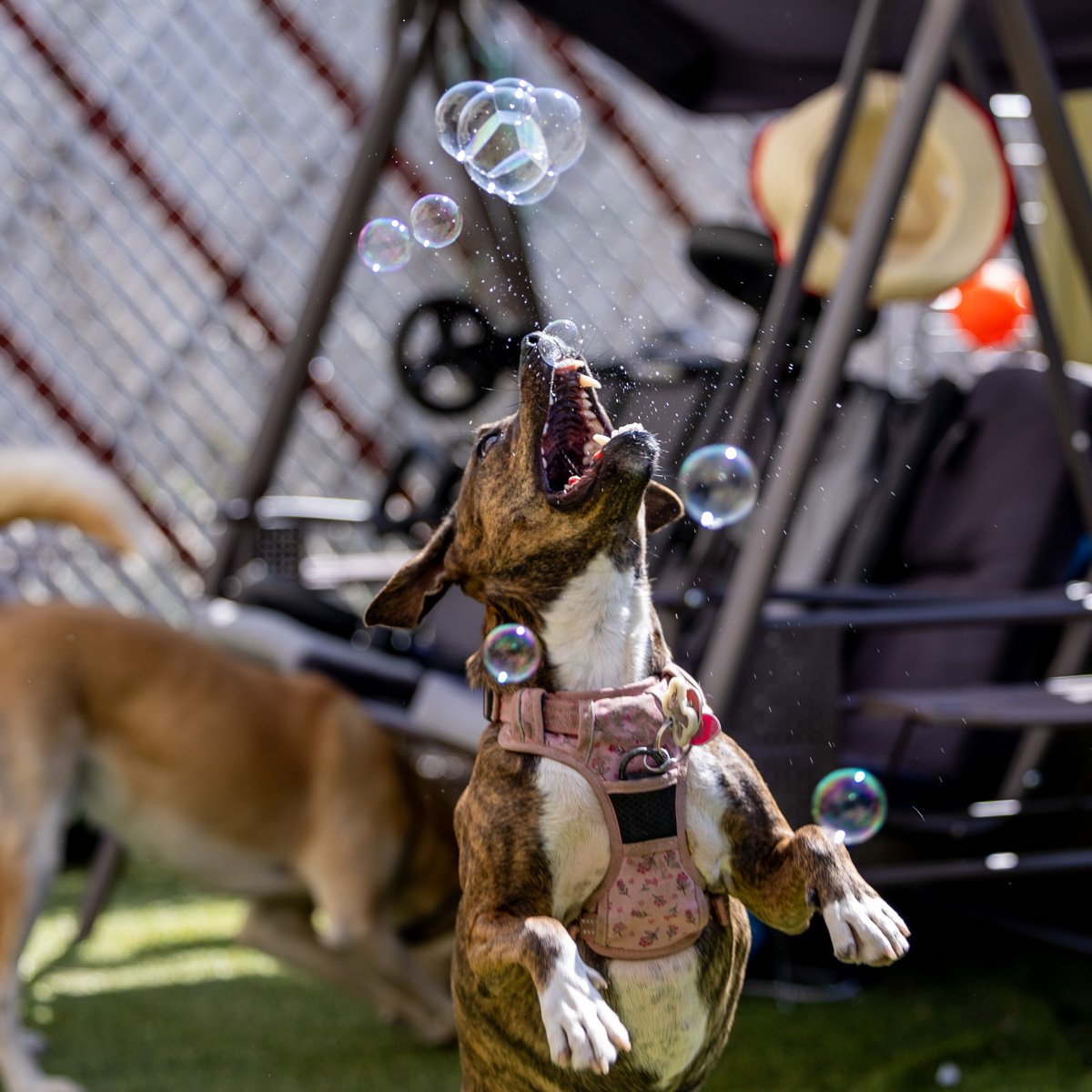 Bubble Play